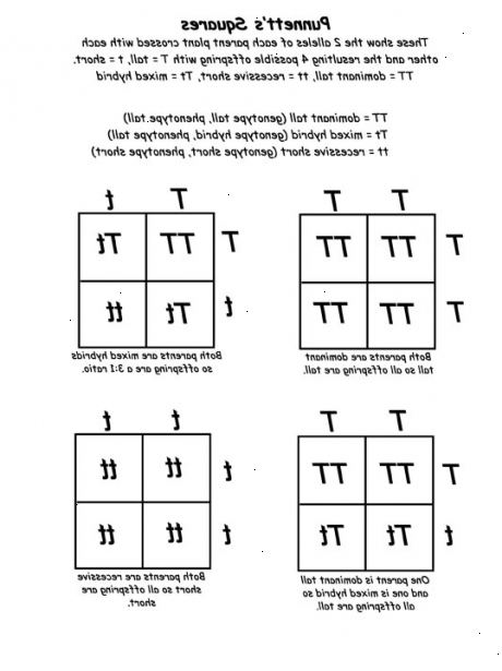Hur man arbetar med Punnett rutor. Börja med att rita upp en enkel tabell som har fyra lådor, två i varje kolumn och två i varje rad.
