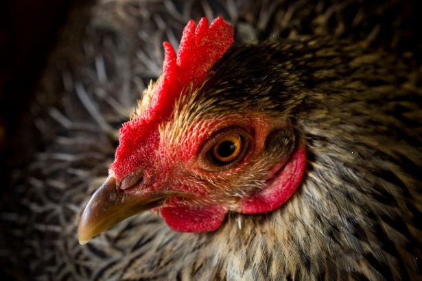 Så skyddar kyckling kammar från vinterkylan. Få en vän att plocka upp en kyckling.