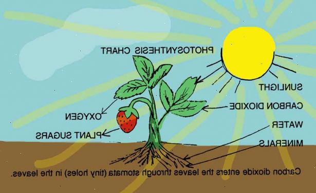 Hur förklara fotosyntes. Få människor att fundera över vad gas de andas ut.