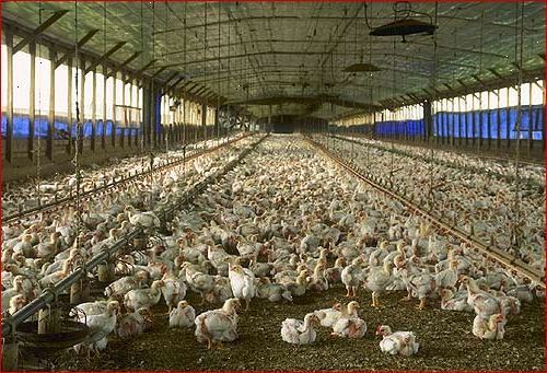 Hur kan man vara en fågel bonde. Använd fläktar för att automatisera processen med att mata höns i burar.