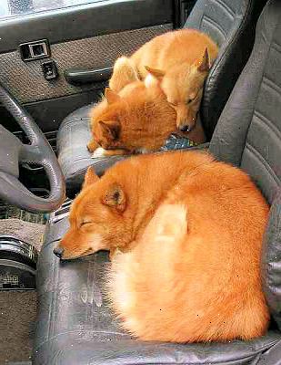 Så att sova bekvämt i en bil. Underskatta inte en sovsäck.
