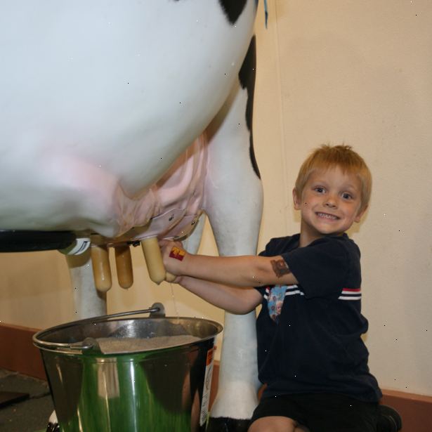 Hur att mjölka en ko. Se till att kon är bunden med en grimma på en robust tjänst eller hålls i en stolpe.