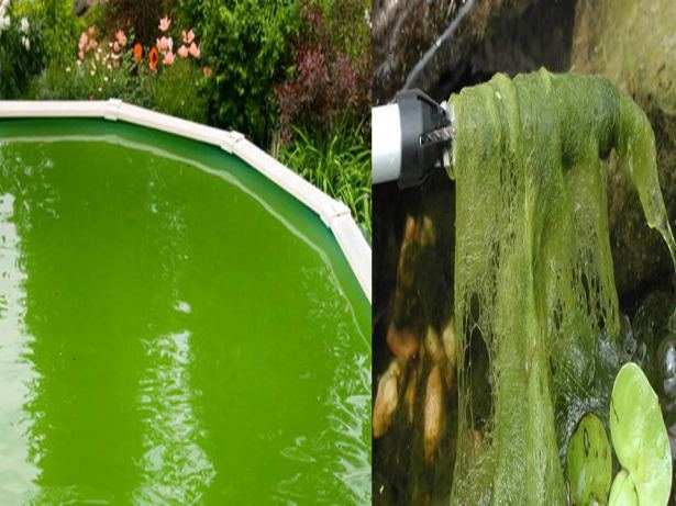 Hur bli av med alger i dammar. Planera placeringen av din damm för att dra nytta av skumma områden i din trädgård.